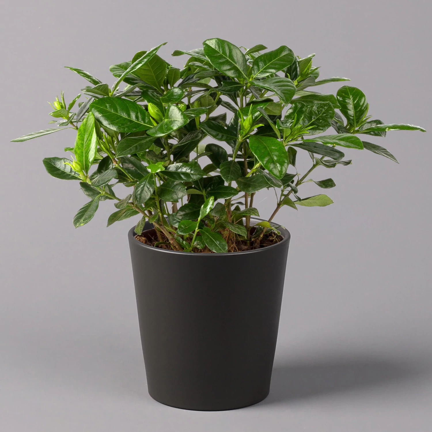 Gardenie, Mit Keramiktopf Dallas Anthrazit, Topf-Ø 13 Cm 2 Gardenie, Mit Keramiktopf Dallas Anthrazit, Topf-Ø 13 Cm – Bild 2