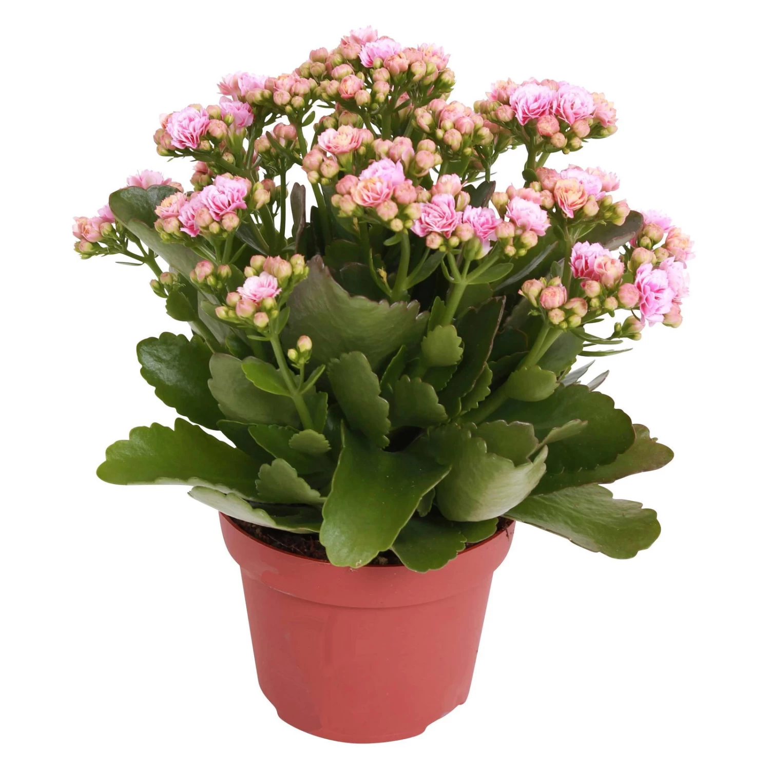 Kalanchoe 'Calandiva'®, Rosa-weiß, Topf-Ø 12 Cm, Höhe Ca. 27,5 Cm, 6er-Set 5 Kalanchoe 'Calandiva'®, Rosa-weiß, Topf-Ø 12 Cm, Höhe Ca. 27,5 Cm, 6er-Set – Bild 5