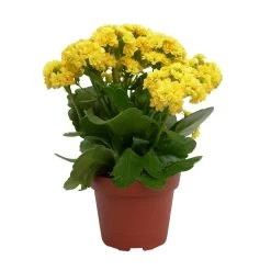 Kalanchoe 'Calandiva'®, Gelb, Topf-Ø 12 Cm, Höhe Ca. 27,5 Cm, 6er-Set 12 Kalanchoe 'Calandiva'®, Gelb, Topf-Ø 12 Cm, Höhe Ca. 27,5 Cm, 6er-Set -Gartenbedarf Verkäufe 0210350157 Kalanchoe Cal gelb
