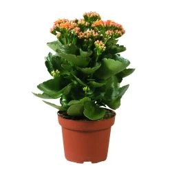 Kalanchoe 'Calandiva'®, Orange, Topf-Ø 12 Cm, Höhe Ca. 27,5 Cm, 6er-Set 10 Kalanchoe 'Calandiva'®, Orange, Topf-Ø 12 Cm, Höhe Ca. 27,5 Cm, 6er-Set -Gartenbedarf Verkäufe 0210350158 Kalanchoe Cal orange