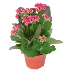 Kalanchoe 'Calandiva'®, Violett, Topf-Ø 12 Cm, Höhe Ca. 27,5 Cm, 6er-Set -Gartenbedarf Verkäufe 0210350159 Kalanchoe cal violett