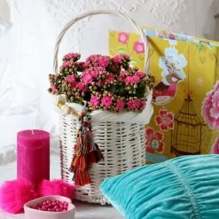 Kalanchoe 'Calandiva'®, Violett, Topf-Ø 12 Cm, Höhe Ca. 27,5 Cm, 6er-Set -Gartenbedarf Verkäufe 0210350159 Kalanchoe cal violett2