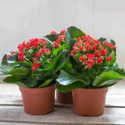 Kalanchoe 'Calandiva'®, Rot, Topf-Ø 12 Cm, Höhe Ca. 27,5 Cm, 6er-Set 13 Kalanchoe 'Calandiva'®, Rot, Topf-Ø 12 Cm, Höhe Ca. 27,5 Cm, 6er-Set -Gartenbedarf Verkäufe 0210350161 Kalanchoe Cal rot 12 cm T H 26cm1