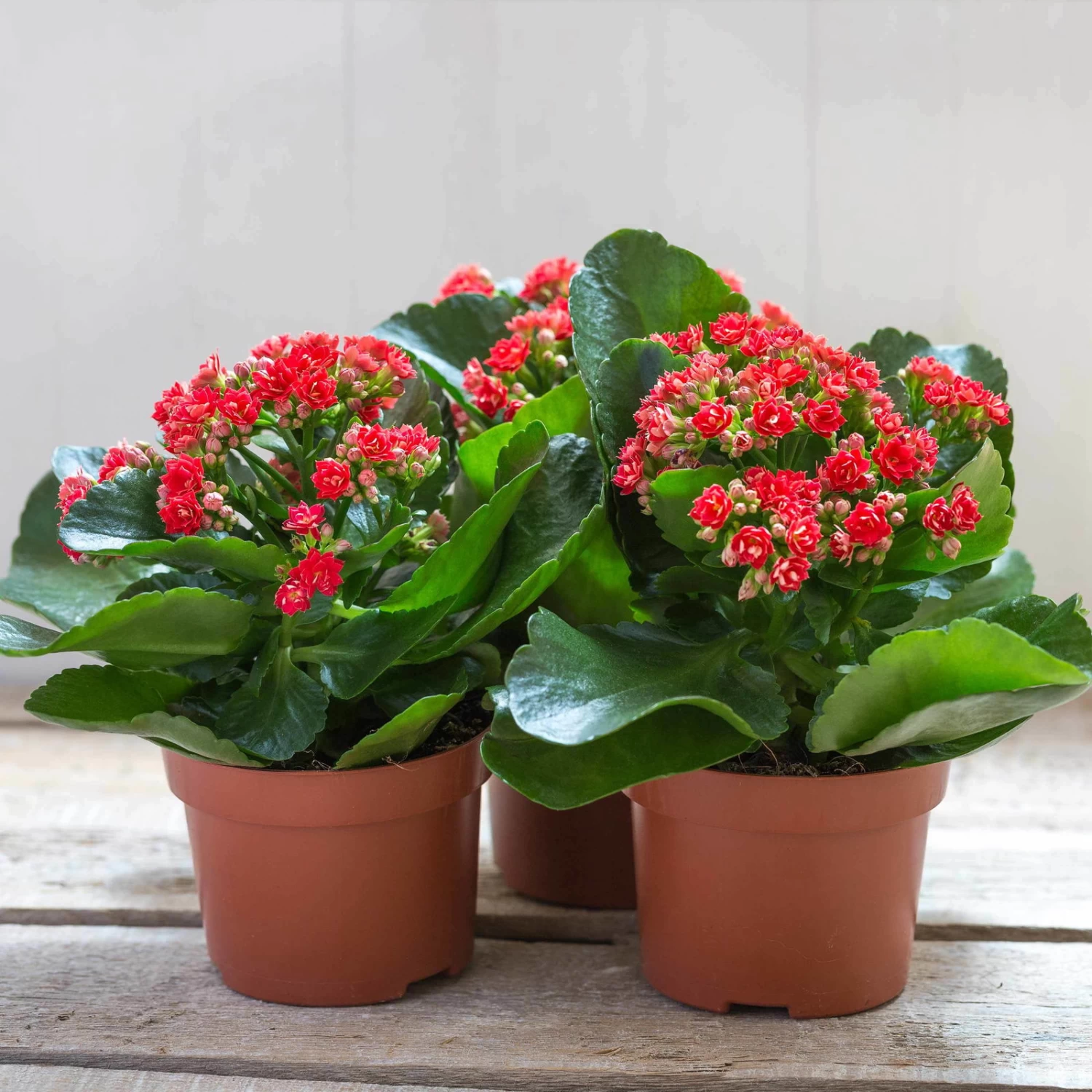 Kalanchoe 'Calandiva'®, Rot, Topf-Ø 12 Cm, Höhe Ca. 27,5 Cm, 6er-Set 5 Kalanchoe 'Calandiva'®, Rot, Topf-Ø 12 Cm, Höhe Ca. 27,5 Cm, 6er-Set – Bild 5