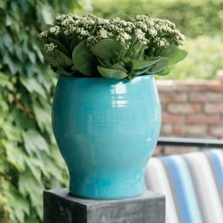 Kalanchoe 'Calandiva'®, Weiß, Topf-Ø 12 Cm, Höhe Ca. 27,5 Cm, 6er-Set -Gartenbedarf Verkäufe 0210350168 Kalanchoe Cal weiss1