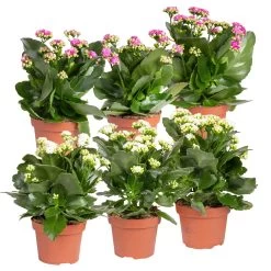 Bestseller 9 Kalanchoe 'Calandiva'®, Weiß&violett, Topf-Ø 12 Cm, Höhe Ca. 20-30 Cm, 6er-Set