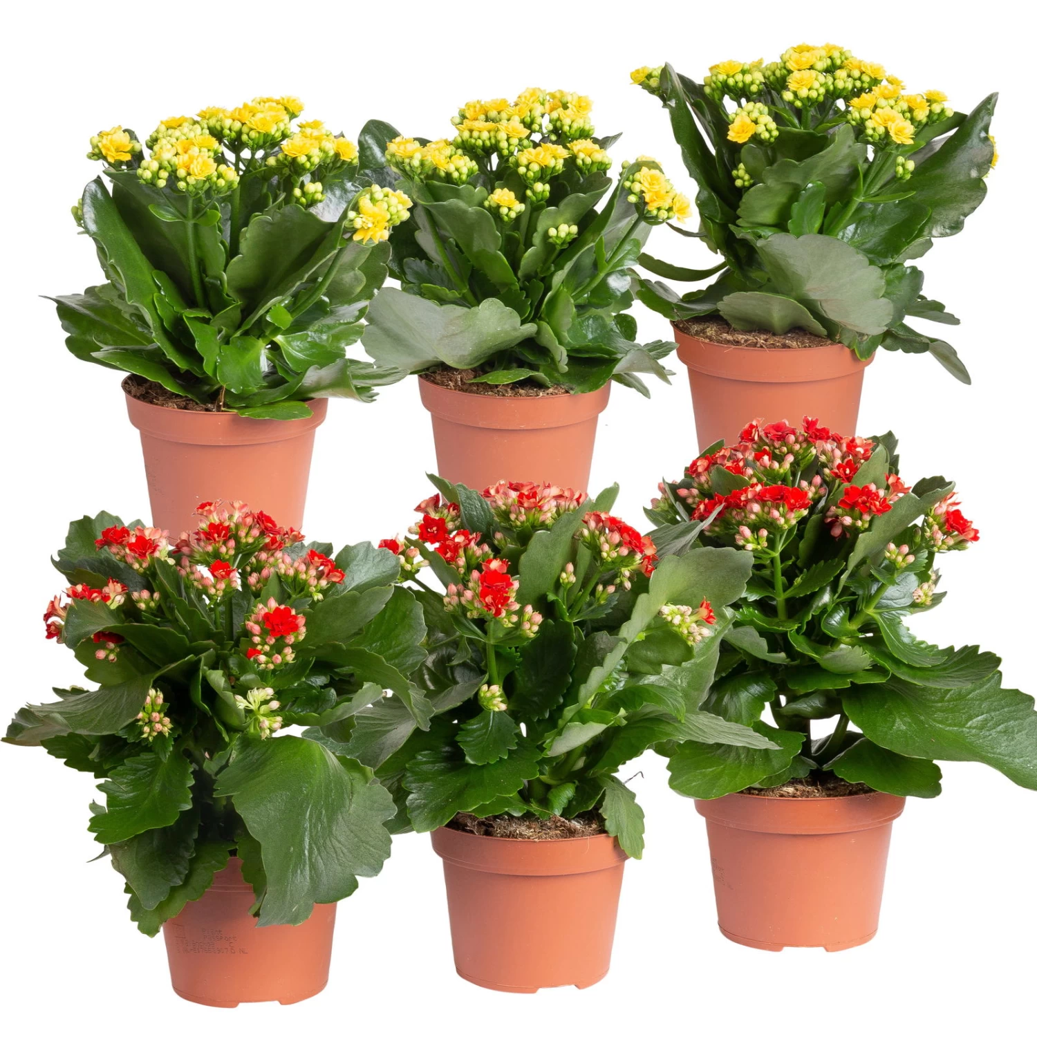 Kalanchoe 'Calandiva'®, Rot&gelb, Topf Topf-Ø 12 Cm, Höhe Ca. 20-30cm, 6er-Set 1 Kalanchoe 'Calandiva'®, Rot&gelb, Topf Topf-Ø 12 Cm, Höhe Ca. 20-30cm, 6er-Set