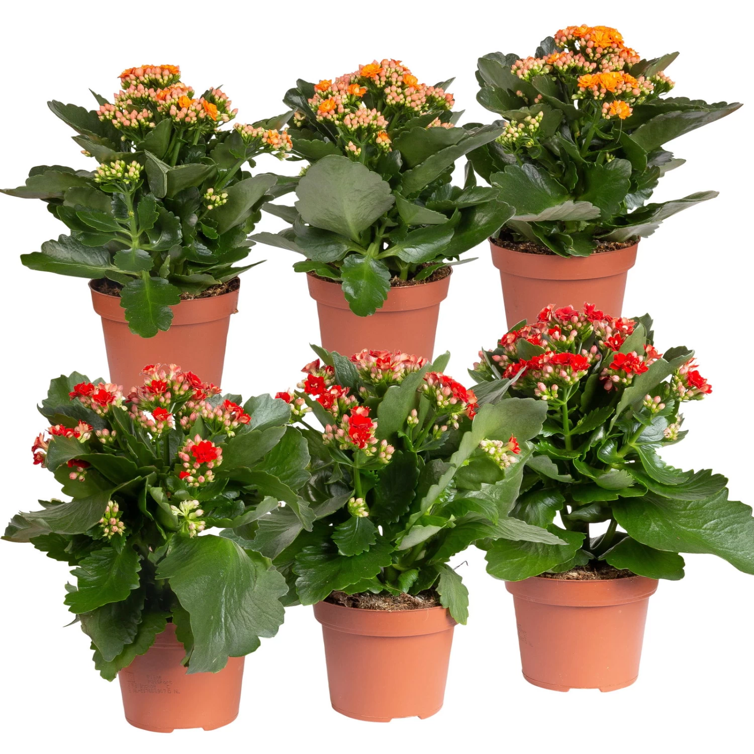Kalanchoe 'Calandiva'®, Rot&orange, Topf-Ø 12 Cm, Höhe Ca. 20-30 Cm, 6er-Set 1 Kalanchoe 'Calandiva'®, Rot&orange, Topf-Ø 12 Cm, Höhe Ca. 20-30 Cm, 6er-Set