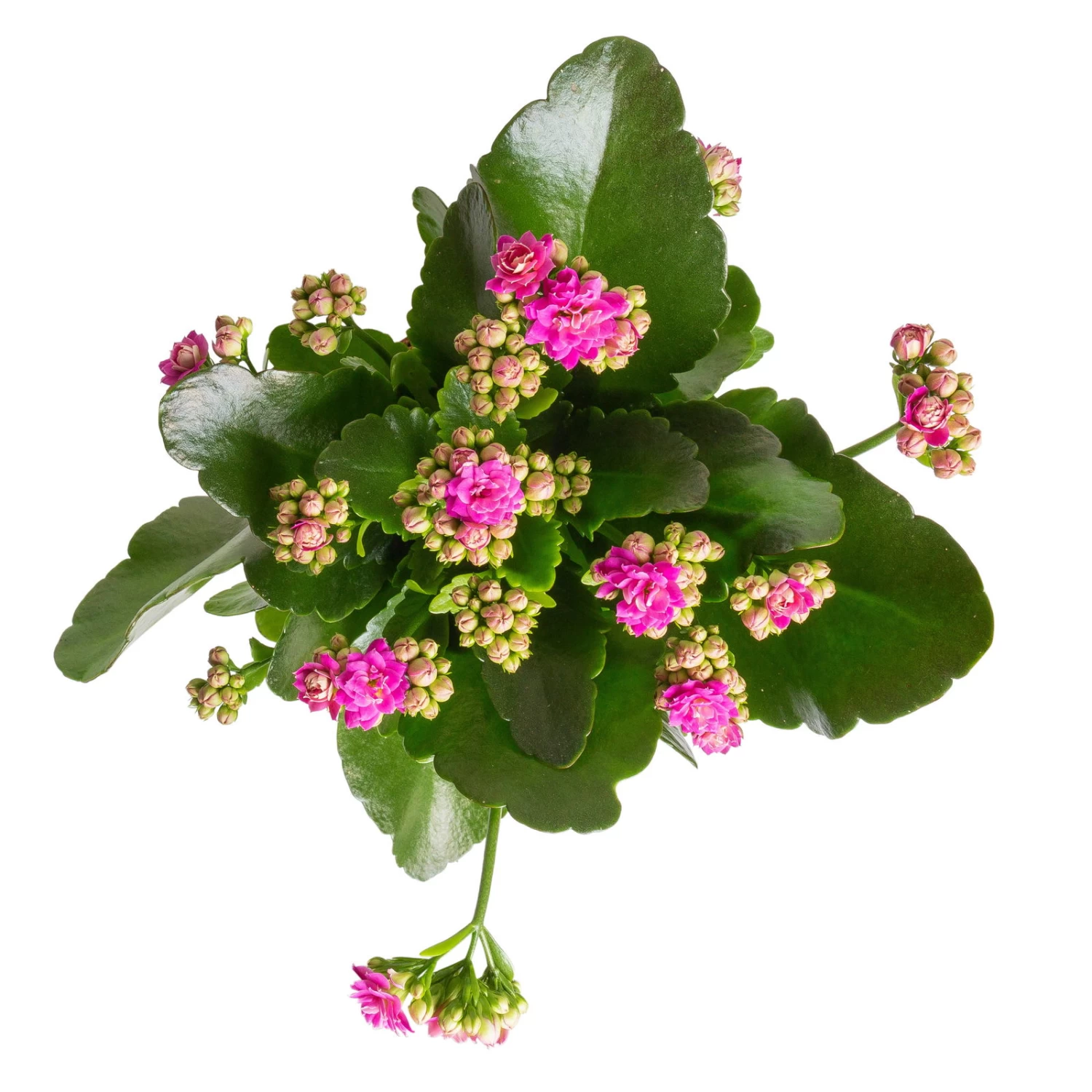 Kalanchoe 'Calandiva'®, Rot&violett, Topf-Ø 12 Cm, Höhe Ca. 20-30 Cm, 6er-Set 2 Kalanchoe 'Calandiva'®, Rot&violett, Topf-Ø 12 Cm, Höhe Ca. 20-30 Cm, 6er-Set – Bild 2