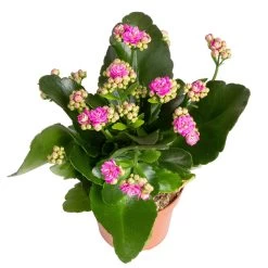 Kalanchoe 'Calandiva'®, Weiß&violett, Topf-Ø 12 Cm, Höhe Ca. 20-30 Cm, 6er-Set 11 Kalanchoe 'Calandiva'®, Weiß&violett, Topf-Ø 12 Cm, Höhe Ca. 20-30 Cm, 6er-Set -Gartenbedarf Verkäufe 0210350382 Kalanchoe violett 6er Set 6xviolett 3 2
