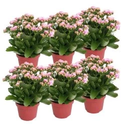 Kalanchoe 'Calandiva'®, Rosa-weiß, Topf-Ø 12 Cm, Höhe Ca. 27,5 Cm, 6er-Set