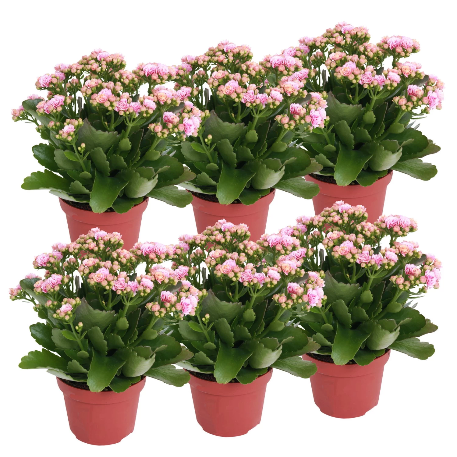 Kalanchoe 'Calandiva'®, Rosa-weiß, Topf-Ø 12 Cm, Höhe Ca. 27,5 Cm, 6er-Set 1 Kalanchoe 'Calandiva'®, Rosa-weiß, Topf-Ø 12 Cm, Höhe Ca. 27,5 Cm, 6er-Set