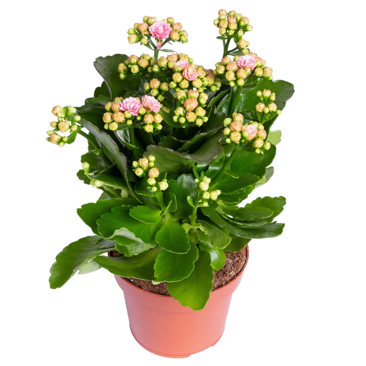 Kalanchoe 'Calandiva'®, Rosa-weiß, Topf-Ø 12 Cm, Höhe Ca. 27,5 Cm, 6er-Set 3 Kalanchoe 'Calandiva'®, Rosa-weiß, Topf-Ø 12 Cm, Höhe Ca. 27,5 Cm, 6er-Set – Bild 3
