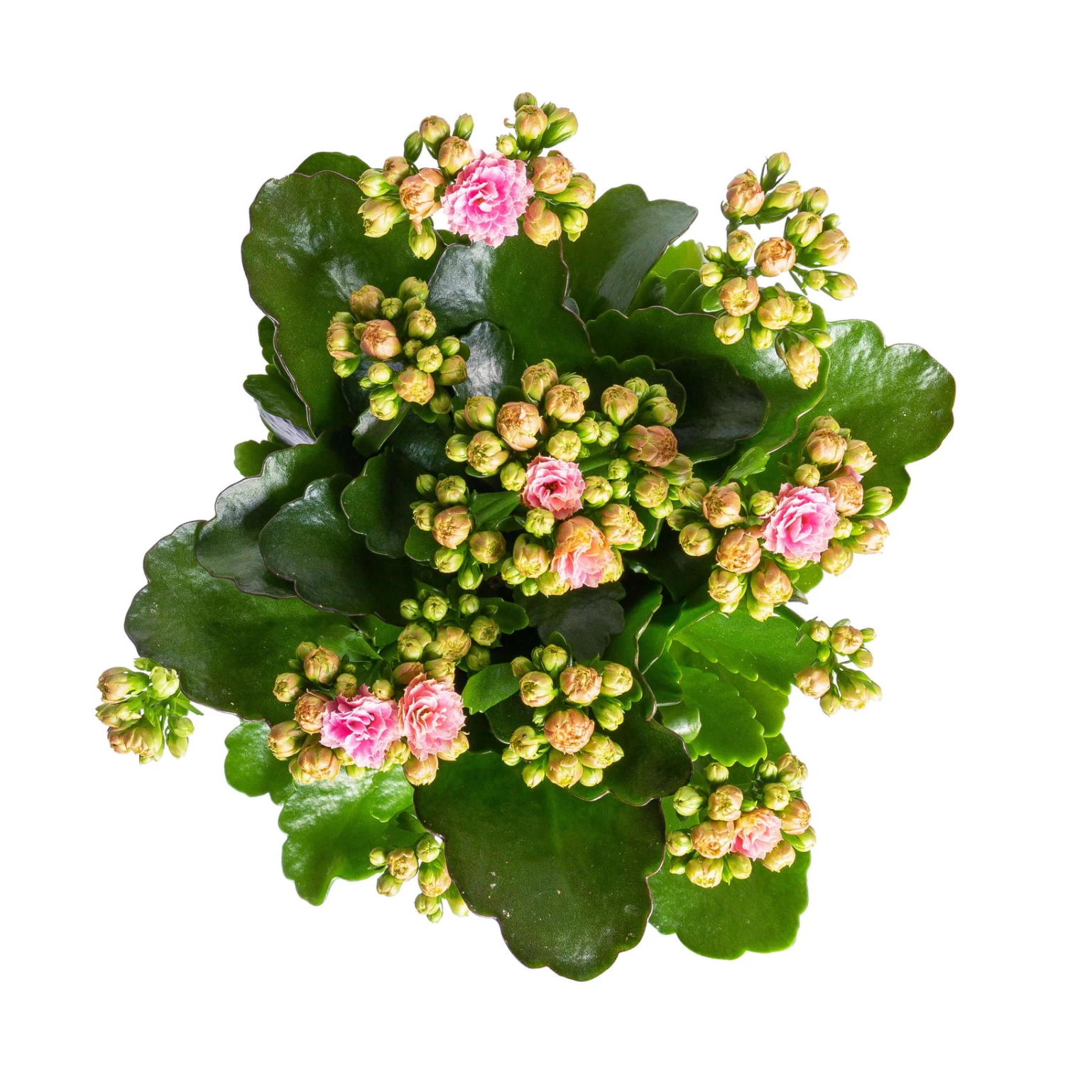 Kalanchoe 'Calandiva'®, Rosa-weiß, Topf-Ø 12 Cm, Höhe Ca. 27,5 Cm, 6er-Set 4 Kalanchoe 'Calandiva'®, Rosa-weiß, Topf-Ø 12 Cm, Höhe Ca. 27,5 Cm, 6er-Set – Bild 4