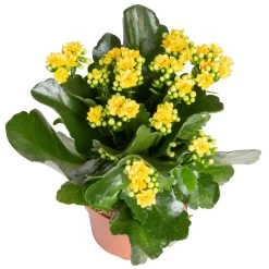 Kalanchoe 'Calandiva'®, Gelb&violett, Topf-Ø 12 Cm, Höhe Ca. 20-30 Cm, 6er-Set 9 Kalanchoe 'Calandiva'®, Gelb&violett, Topf-Ø 12 Cm, Höhe Ca. 20-30 Cm, 6er-Set -Gartenbedarf Verkäufe 0210350384 Kalanchoe gelb 6er Set 6xgelb 2 3