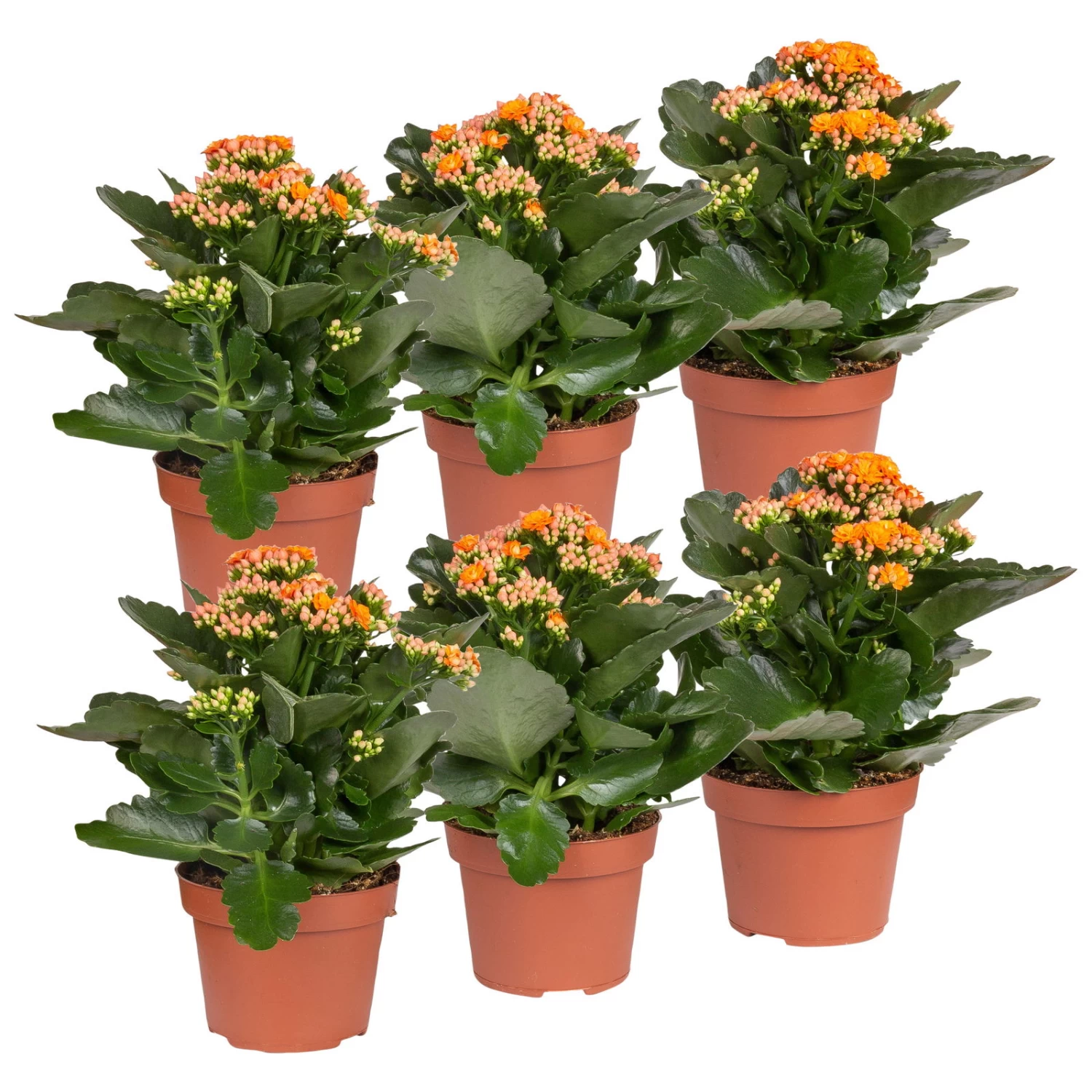 Kalanchoe 'Calandiva'®, Orange, Topf-Ø 12 Cm, Höhe Ca. 27,5 Cm, 6er-Set 1 Kalanchoe 'Calandiva'®, Orange, Topf-Ø 12 Cm, Höhe Ca. 27,5 Cm, 6er-Set