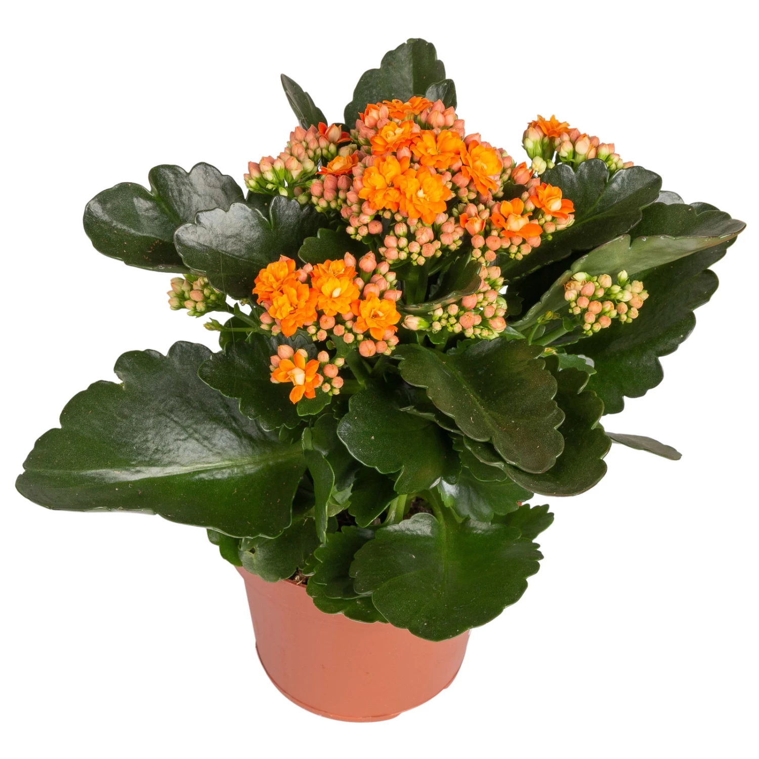 Kalanchoe 'Calandiva'®, Orange, Topf-Ø 12 Cm, Höhe Ca. 27,5 Cm, 6er-Set 2 Kalanchoe 'Calandiva'®, Orange, Topf-Ø 12 Cm, Höhe Ca. 27,5 Cm, 6er-Set – Bild 2