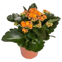 Kalanchoe 'Calandiva'®, Rot&orange, Topf-Ø 12 Cm, Höhe Ca. 20-30 Cm, 6er-Set 9 Kalanchoe 'Calandiva'®, Rot&orange, Topf-Ø 12 Cm, Höhe Ca. 20-30 Cm, 6er-Set -Gartenbedarf Verkäufe 0210350385 Kalanchoe orange 6er Set 6xorange 2