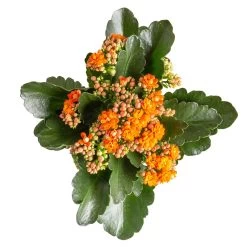 Kalanchoe 'Calandiva'®, Orange, Topf-Ø 12 Cm, Höhe Ca. 27,5 Cm, 6er-Set 9 Kalanchoe 'Calandiva'®, Orange, Topf-Ø 12 Cm, Höhe Ca. 27,5 Cm, 6er-Set -Gartenbedarf Verkäufe 0210350385 Kalanchoe orange 6er Set 6xorange 3 2