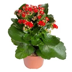 Kalanchoe 'Calandiva'®, Rot&violett, Topf-Ø 12 Cm, Höhe Ca. 20-30 Cm, 6er-Set 11 Kalanchoe 'Calandiva'®, Rot&violett, Topf-Ø 12 Cm, Höhe Ca. 20-30 Cm, 6er-Set -Gartenbedarf Verkäufe 0210350387 Kalanchoe rot 6er Set 6xrot 21 2