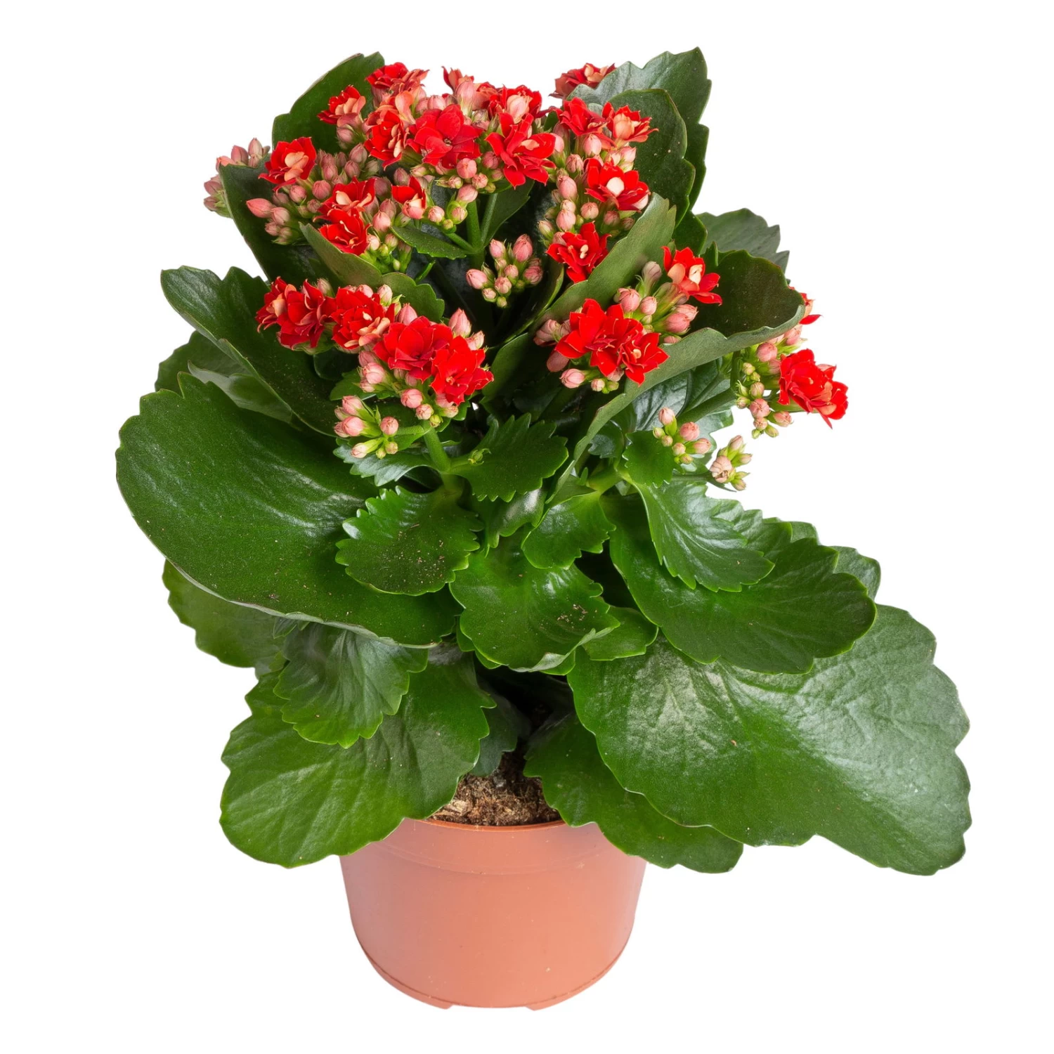 Kalanchoe 'Calandiva'®, Rot&gelb, Topf Topf-Ø 12 Cm, Höhe Ca. 20-30cm, 6er-Set 3 Kalanchoe 'Calandiva'®, Rot&gelb, Topf Topf-Ø 12 Cm, Höhe Ca. 20-30cm, 6er-Set – Bild 3