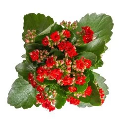 Kalanchoe 'Calandiva'®, Rot&orange, Topf-Ø 12 Cm, Höhe Ca. 20-30 Cm, 6er-Set 10 Kalanchoe 'Calandiva'®, Rot&orange, Topf-Ø 12 Cm, Höhe Ca. 20-30 Cm, 6er-Set -Gartenbedarf Verkäufe 0210350387 Kalanchoe rot 6er Set 6xrot 3
