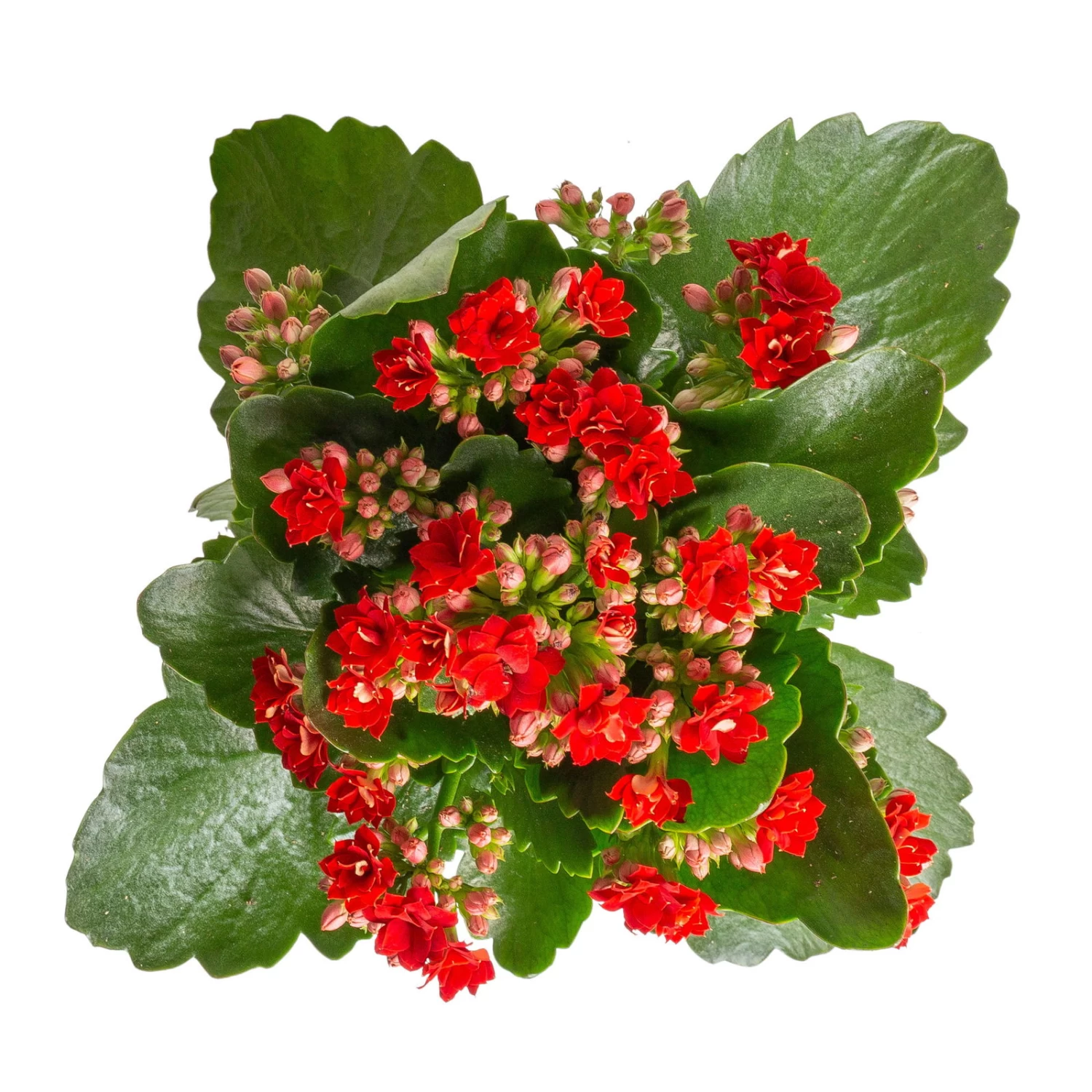 Kalanchoe 'Calandiva'®, Rot, Topf-Ø 12 Cm, Höhe Ca. 27,5 Cm, 6er-Set 4 Kalanchoe 'Calandiva'®, Rot, Topf-Ø 12 Cm, Höhe Ca. 27,5 Cm, 6er-Set – Bild 4