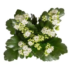 Kalanchoe 'Calandiva'®, Weiß, Topf-Ø 12 Cm, Höhe Ca. 27,5 Cm, 6er-Set -Gartenbedarf Verkäufe 0210350388 Kalanchoe weiss 6er Set 6xweiss 1 2