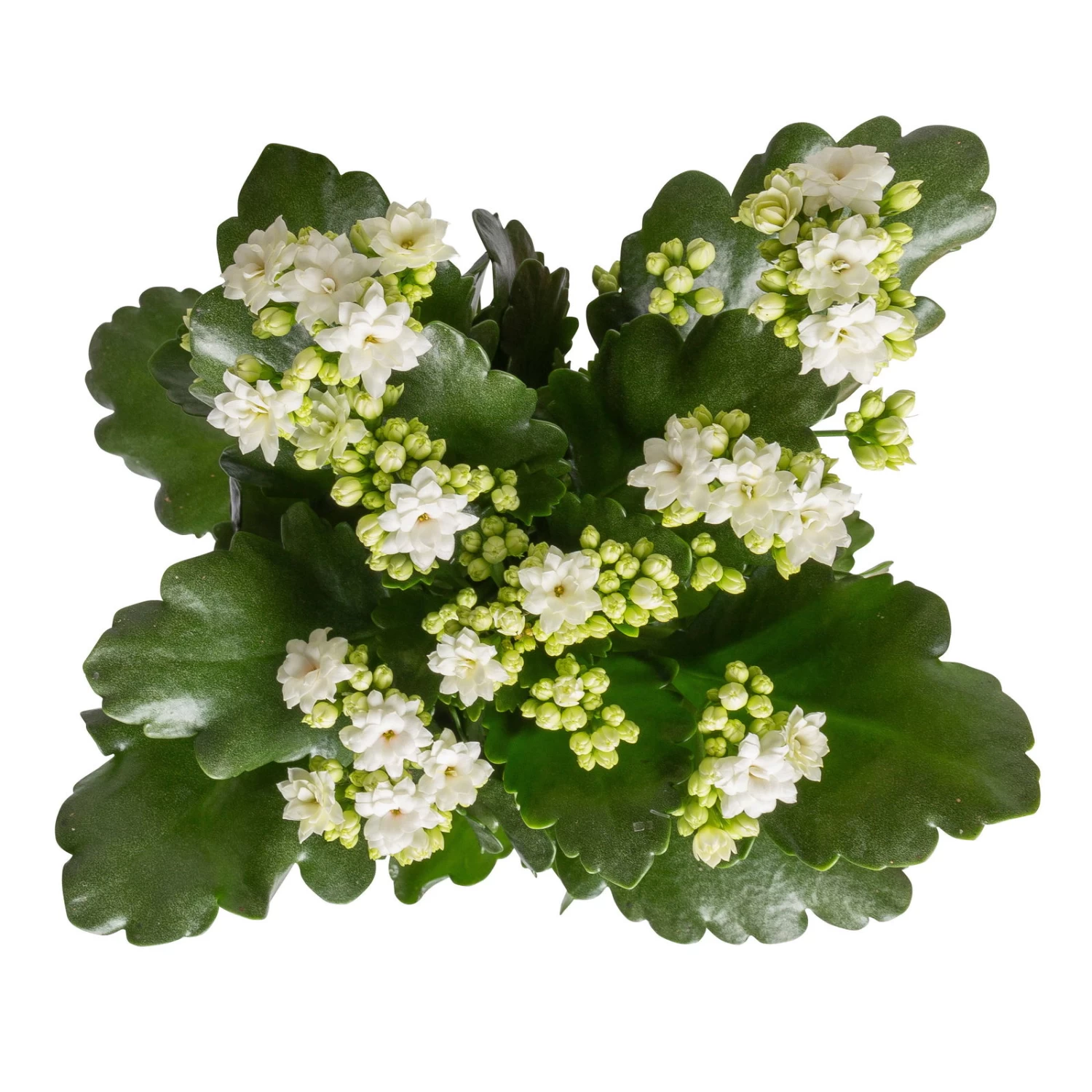 Kalanchoe 'Calandiva'®, Weiß&violett, Topf-Ø 12 Cm, Höhe Ca. 20-30 Cm, 6er-Set 2 Kalanchoe 'Calandiva'®, Weiß&violett, Topf-Ø 12 Cm, Höhe Ca. 20-30 Cm, 6er-Set – Bild 2