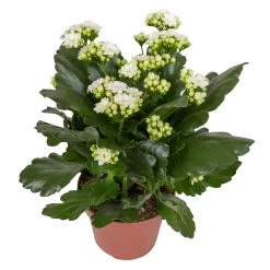 Kalanchoe 'Calandiva'®, Weiß, Topf-Ø 12 Cm, Höhe Ca. 27,5 Cm, 6er-Set -Gartenbedarf Verkäufe 0210350388 Kalanchoe weiss 6er Set 6xweiss 2 2