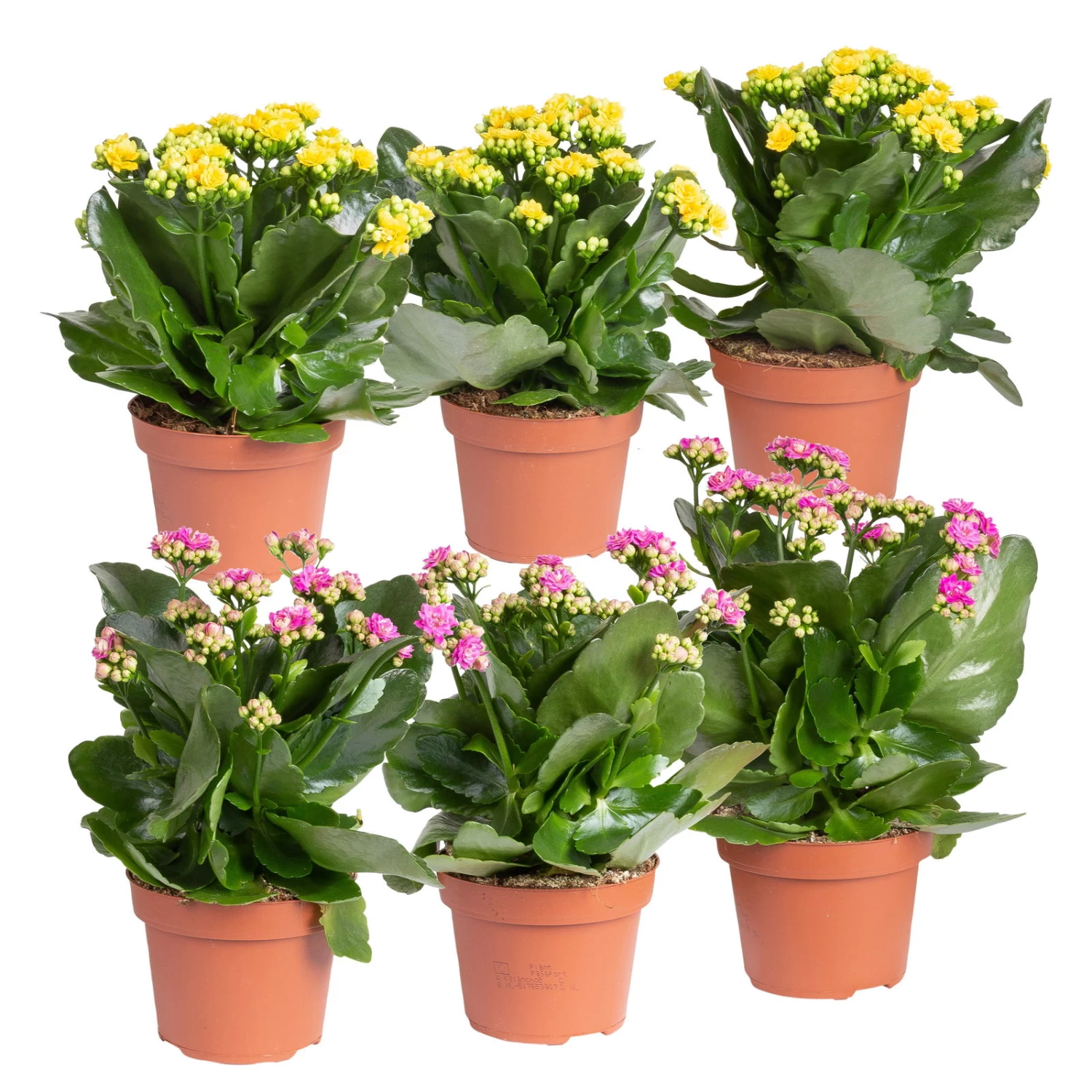 Kalanchoe 'Calandiva'®, Gelb&violett, Topf-Ø 12 Cm, Höhe Ca. 20-30 Cm, 6er-Set 1 Kalanchoe 'Calandiva'®, Gelb&violett, Topf-Ø 12 Cm, Höhe Ca. 20-30 Cm, 6er-Set
