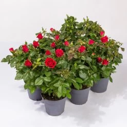 Rose Patio, Rot, Topf-Ø 13 Cm, 6er-Set
