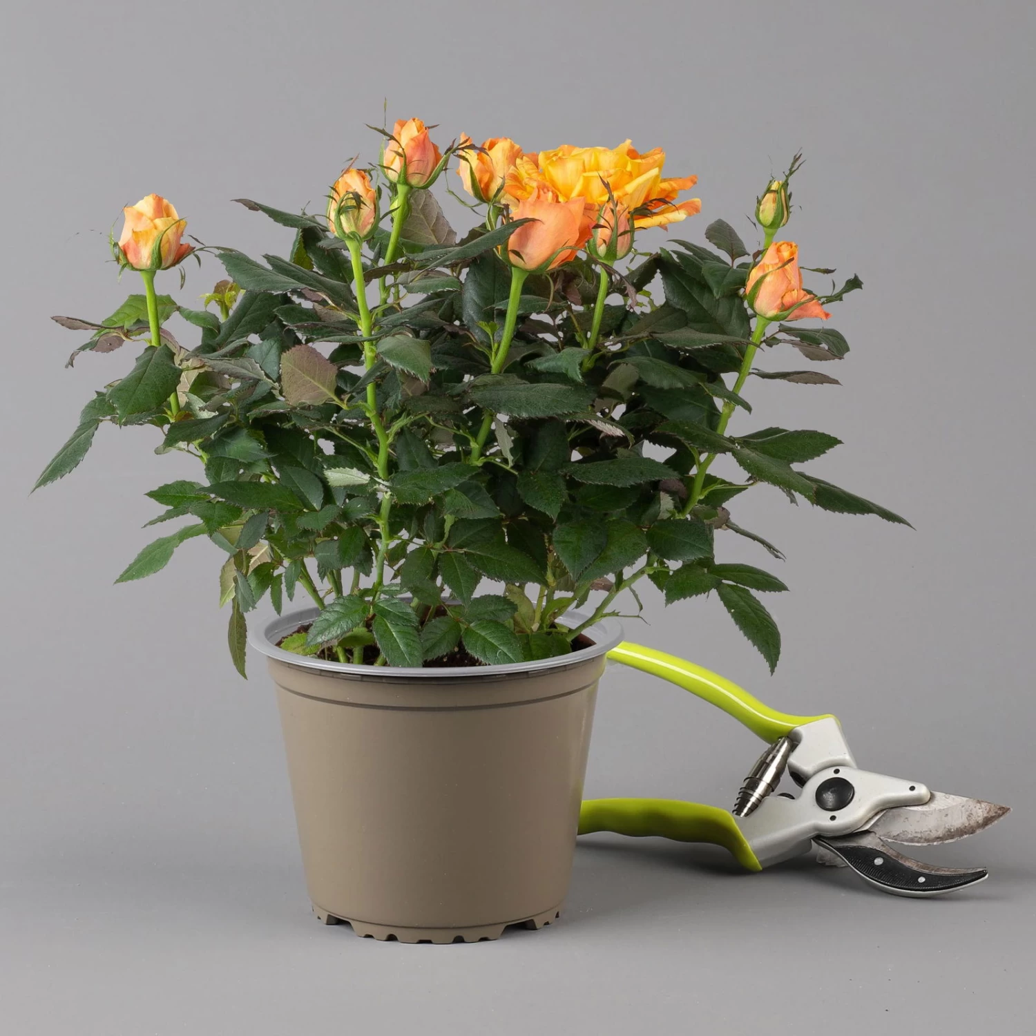 Rose Orange, Topf-Ø 14 Cm, 2er-Set 2 Rose Orange, Topf-Ø 14 Cm, 2er-Set – Bild 2