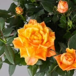 Rose Orange, Topf-Ø 14 Cm, 2er-Set 7 Rose Orange, Topf-Ø 14 Cm, 2er-Set -Gartenbedarf Verkäufe 0210550295 Rose orange T14 2er Set 4 122752