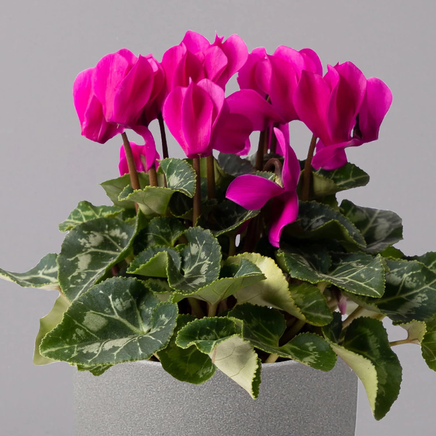 Alpenveilchen, Lila, Topf-Ø 10,5 Cm, Höhe Ca. 23 Cm, 6er-Set 3 Alpenveilchen, Lila, Topf-Ø 10,5 Cm, Höhe Ca. 23 Cm, 6er-Set – Bild 3