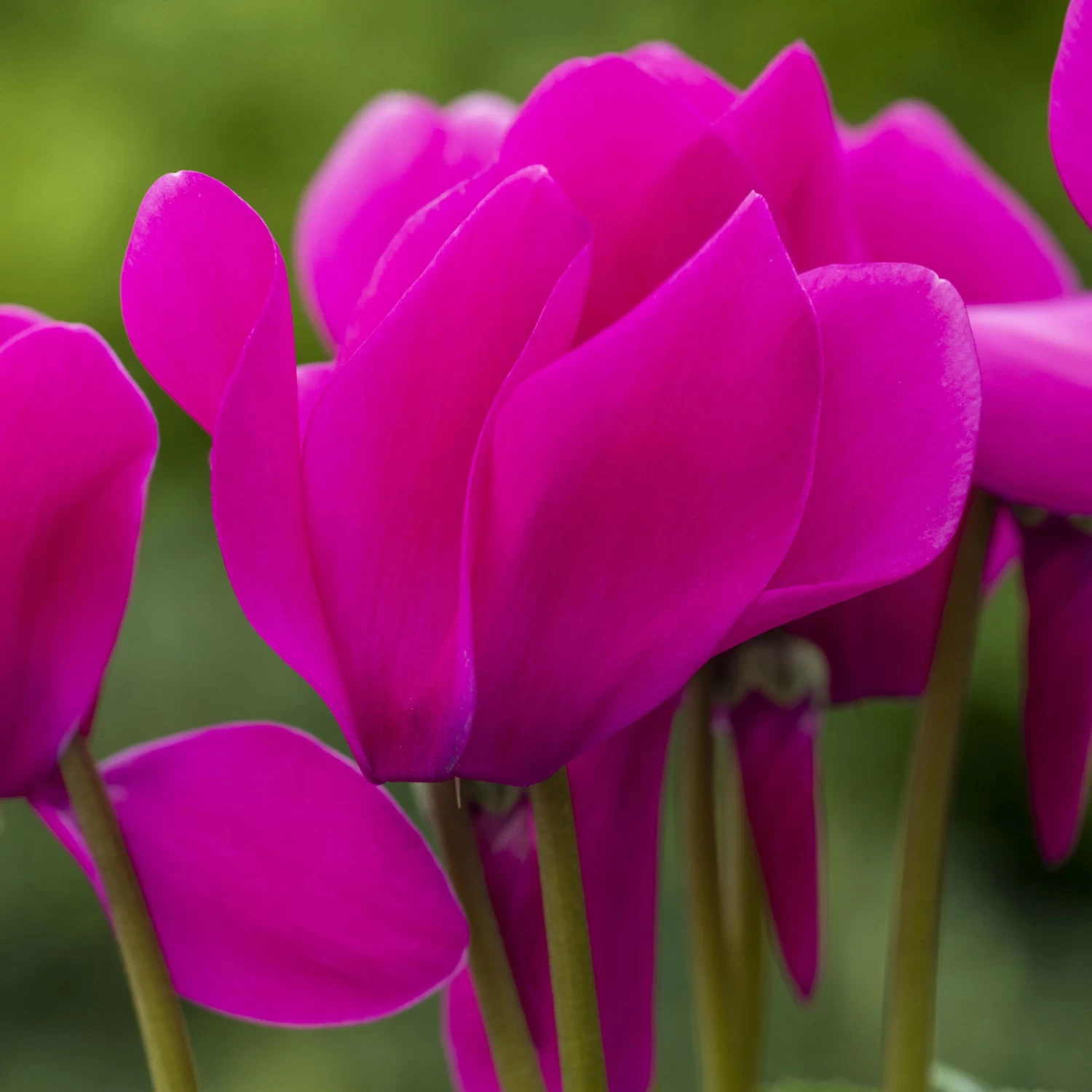 Alpenveilchen, Lila, Topf-Ø 10,5 Cm, Höhe Ca. 23 Cm, 6er-Set 2 Alpenveilchen, Lila, Topf-Ø 10,5 Cm, Höhe Ca. 23 Cm, 6er-Set – Bild 2