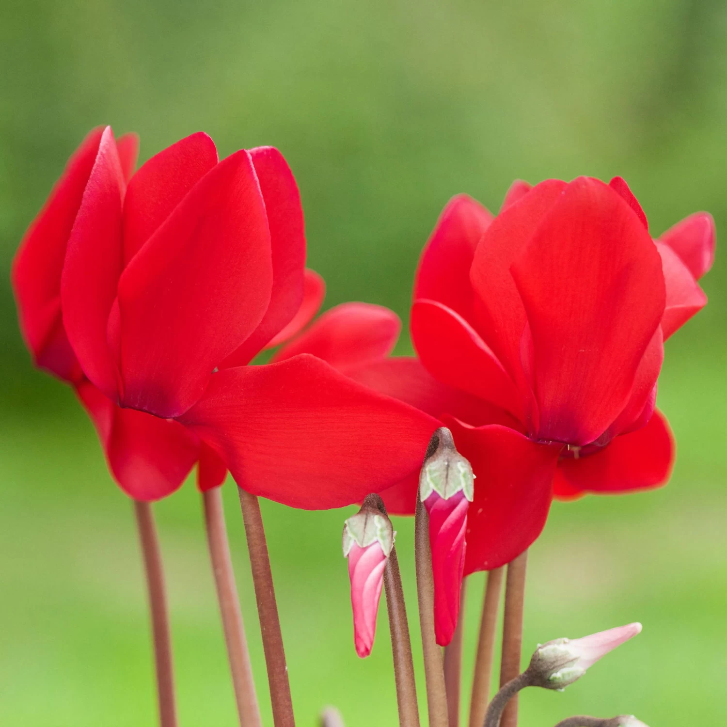 Alpenveilchen, Rot, Topf-Ø 10,5 Cm, Höhe Ca. 23 Cm, 6er-Set 2 Alpenveilchen, Rot, Topf-Ø 10,5 Cm, Höhe Ca. 23 Cm, 6er-Set – Bild 2