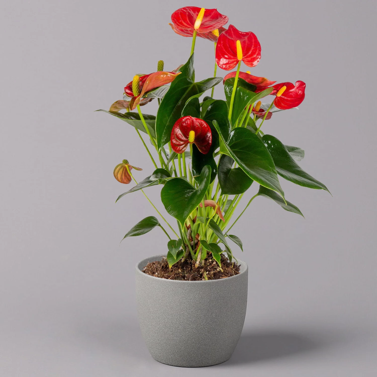 Flamingoblume 'Royal Red Champion', Topf-Ø 12 Cm, Höhe Ca. 35 Cm 2 Flamingoblume 'Royal Red Champion', Topf-Ø 12 Cm, Höhe Ca. 35 Cm – Bild 2