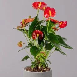 Flamingoblume 'Royal Red Champion', Topf-Ø 12 Cm, Höhe Ca. 35 Cm 10 Flamingoblume 'Royal Red Champion', Topf-Ø 12 Cm, Höhe Ca. 35 Cm -Gartenbedarf Verkäufe 0210650252 Anthurium Andreanum Royal Red Champion 12cm 2 114733
