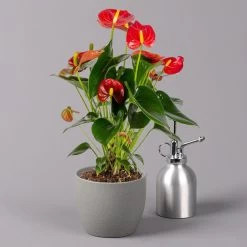 Flamingoblume 'Royal Red Champion', Topf-Ø 12 Cm, Höhe Ca. 35 Cm 11 Flamingoblume 'Royal Red Champion', Topf-Ø 12 Cm, Höhe Ca. 35 Cm -Gartenbedarf Verkäufe 0210650252 Anthurium Andreanum Royal Red Champion 12cm 3 114734