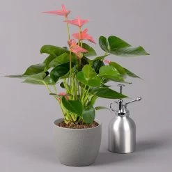 Flamingoblume 'Pink Champion', Pink, Topf-Ø 12 Cm, Höhe Ca. 35 Cm, 9 Flamingoblume 'Pink Champion', Pink, Topf-Ø 12 Cm, Höhe Ca. 35 Cm, -Gartenbedarf Verkäufe 0210650281 Anthurium Andreanum Pink Champion 12cm 3 114744