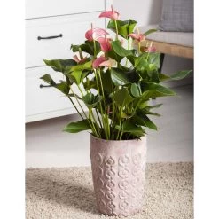 Flamingoblume 'Pink Champion', Pink, Topf-Ø 12 Cm, Höhe Ca. 35 Cm, 10 Flamingoblume 'Pink Champion', Pink, Topf-Ø 12 Cm, Höhe Ca. 35 Cm, -Gartenbedarf Verkäufe 0210650281 Anthurium Andreanum Pink Champion