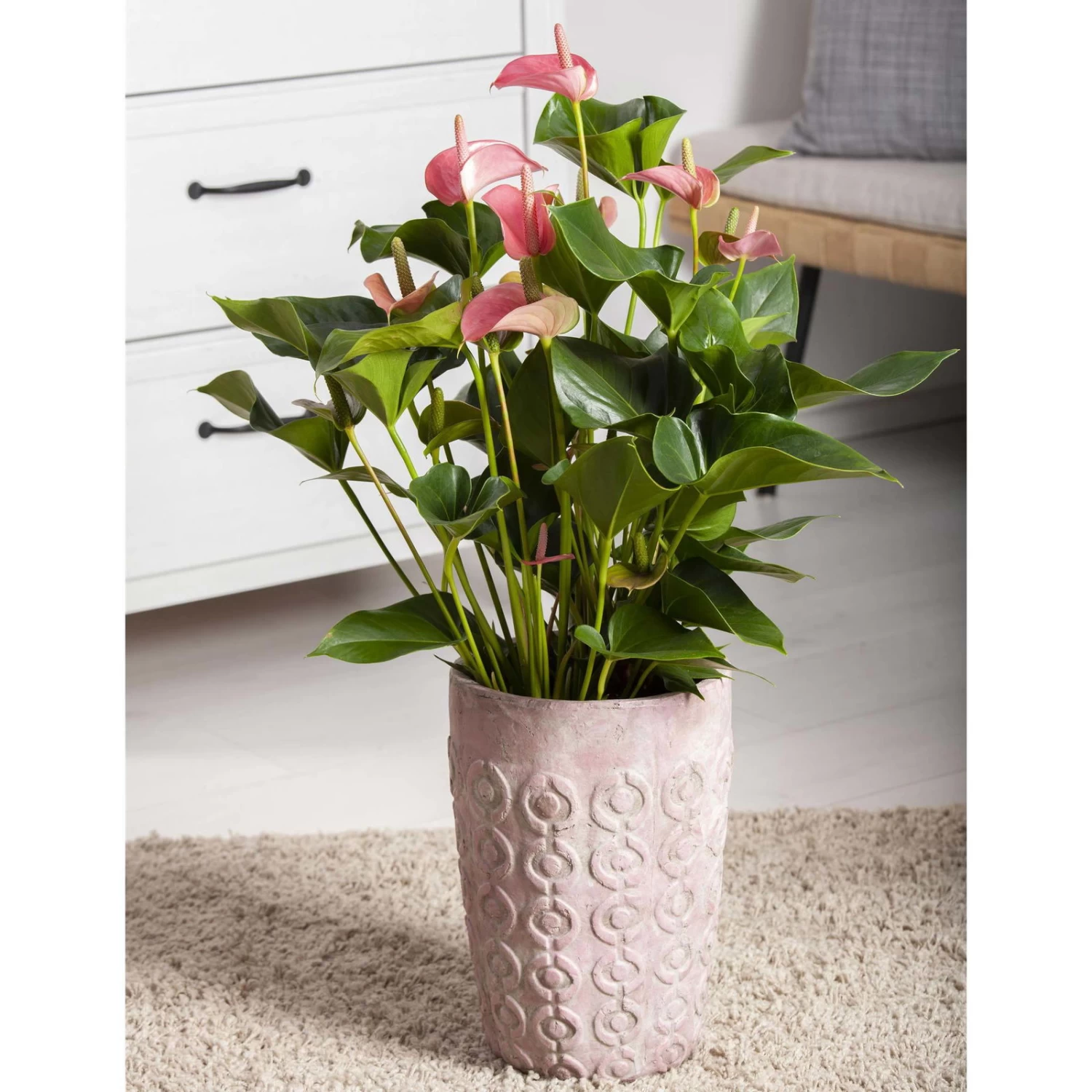 Flamingoblume 'Pink Champion', Pink, Topf-Ø 12 Cm, Höhe Ca. 35 Cm, 4 Flamingoblume 'Pink Champion', Pink, Topf-Ø 12 Cm, Höhe Ca. 35 Cm, – Bild 4