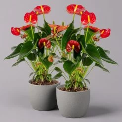 Flamingoblume 'Royal Red Champion', Topf-Ø 12 Cm, Höhe Ca. 35 Cm