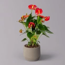 Flamingoblume 'Red Champion' Rot, Inkl. Übertopf Monza Grau, Topf-Ø 12 Cm