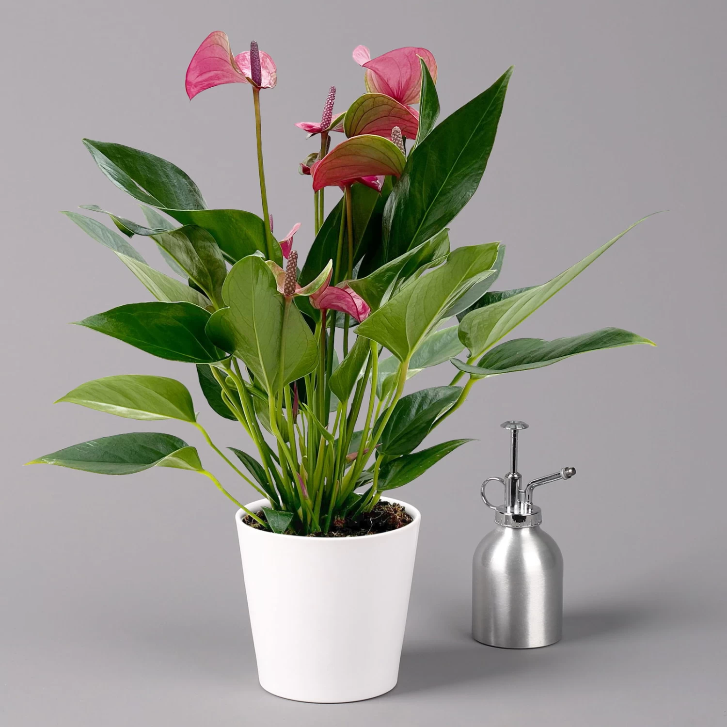 Flamingoblume 'Karma Purple' Purple, Inkl. Übertopf Dallas Weiß, Topf-Ø 12 Cm 1 Flamingoblume 'Karma Purple' Purple, Inkl. Übertopf Dallas Weiß, Topf-Ø 12 Cm