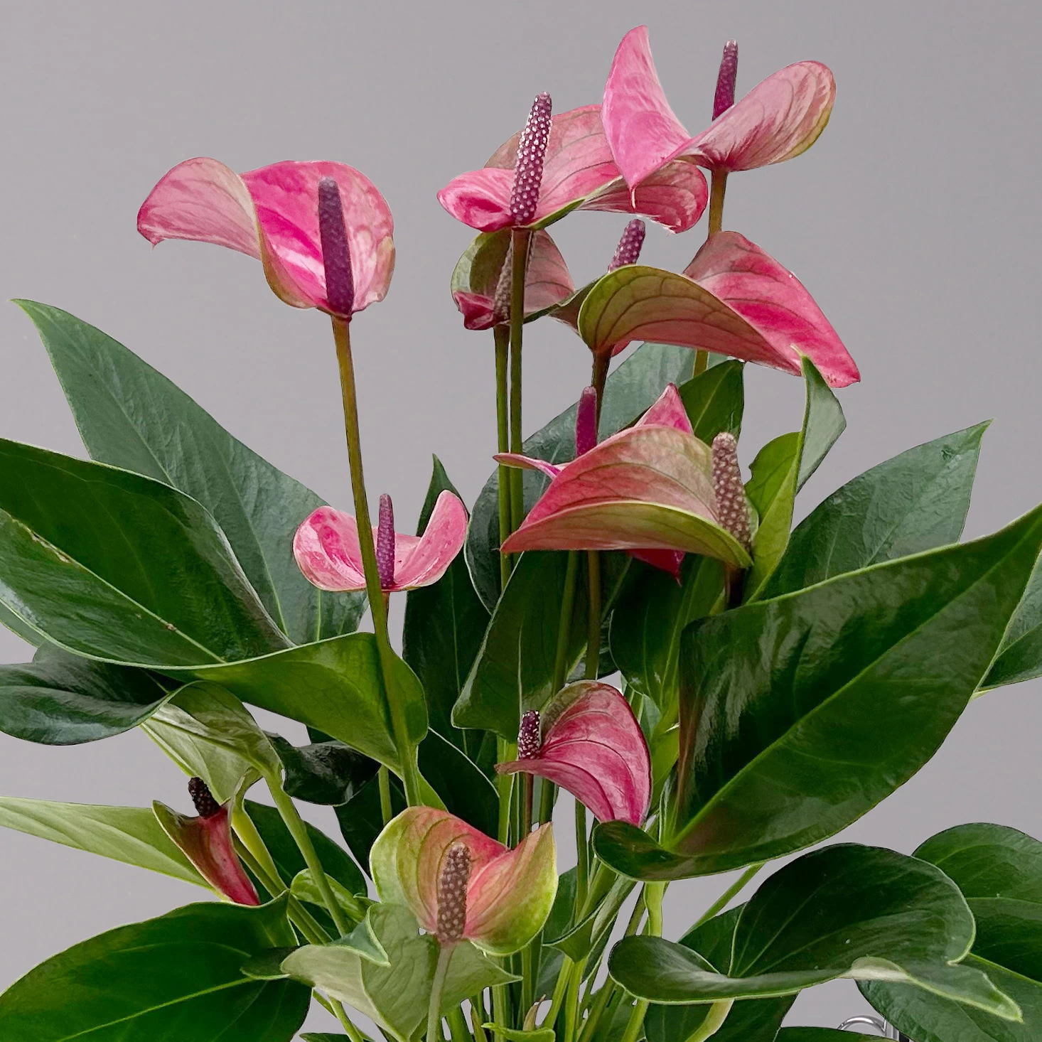 Flamingoblume 'Karma Purple' Purple, Inkl. Übertopf Dallas Weiß, Topf-Ø 12 Cm 2 Flamingoblume 'Karma Purple' Purple, Inkl. Übertopf Dallas Weiß, Topf-Ø 12 Cm – Bild 2