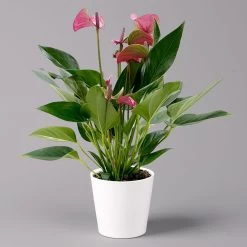 Flamingoblume 'Karma Purple' Purple, Inkl. Übertopf Dallas Weiß, Topf-Ø 12 Cm 17 Flamingoblume 'Karma Purple' Purple, Inkl. Übertopf Dallas Weiß, Topf-Ø 12 Cm -Gartenbedarf Verkäufe 0210650620 Anthurium a Karma Purple T12 Dallas weiss 14cm 3 126796