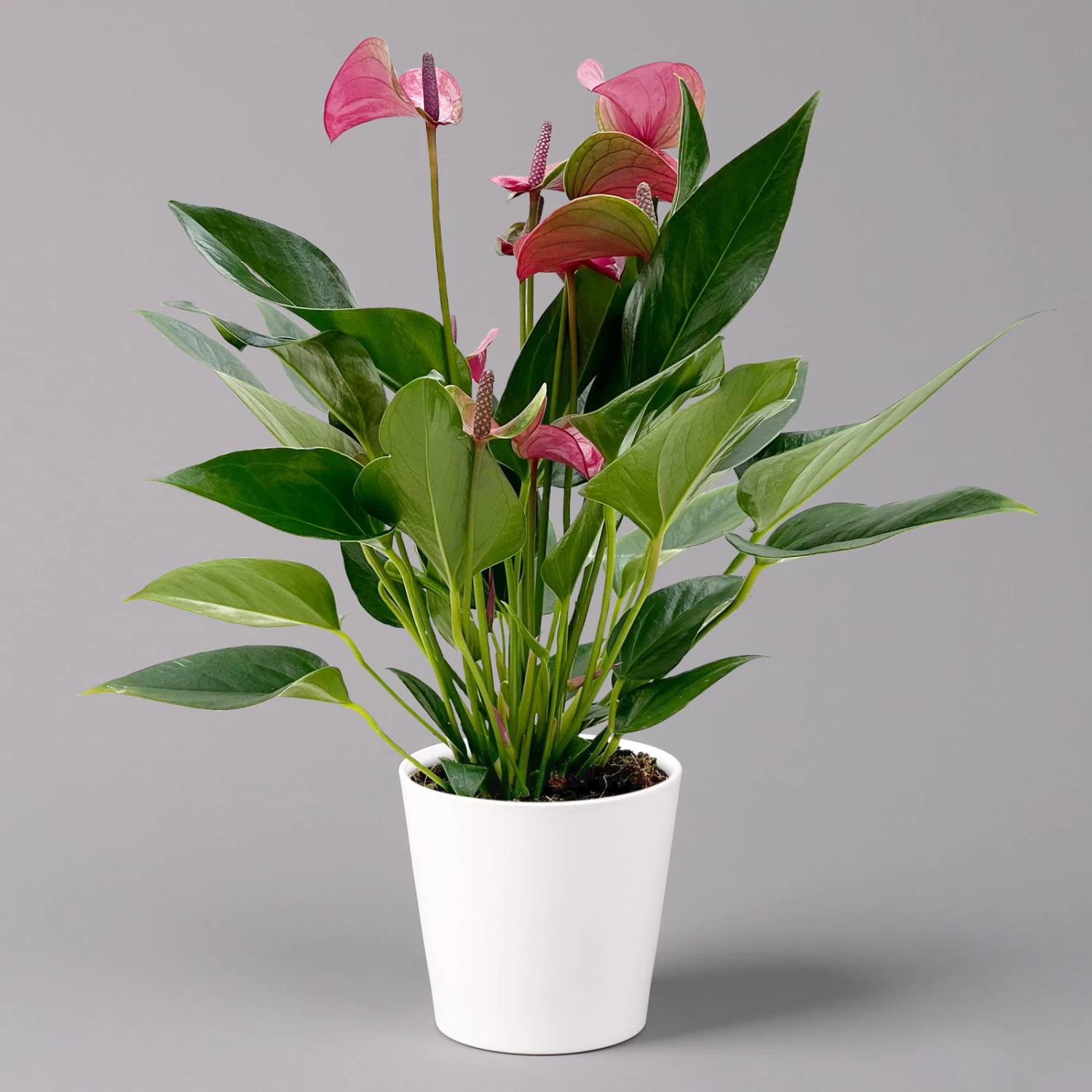 Flamingoblume 'Karma Purple' Purple, Inkl. Übertopf Dallas Weiß, Topf-Ø 12 Cm 7 Flamingoblume 'Karma Purple' Purple, Inkl. Übertopf Dallas Weiß, Topf-Ø 12 Cm – Bild 7