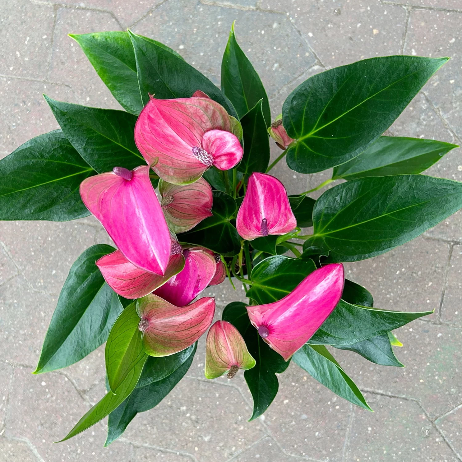 Flamingoblume 'Karma Purple' Purple, Inkl. Übertopf Dallas Weiß, Topf-Ø 12 Cm 3 Flamingoblume 'Karma Purple' Purple, Inkl. Übertopf Dallas Weiß, Topf-Ø 12 Cm – Bild 3